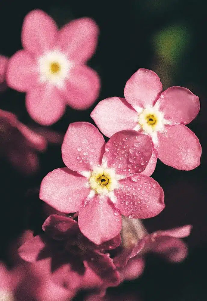 Semi di Myosotis rosa da semina, fiori annuali incantevoli