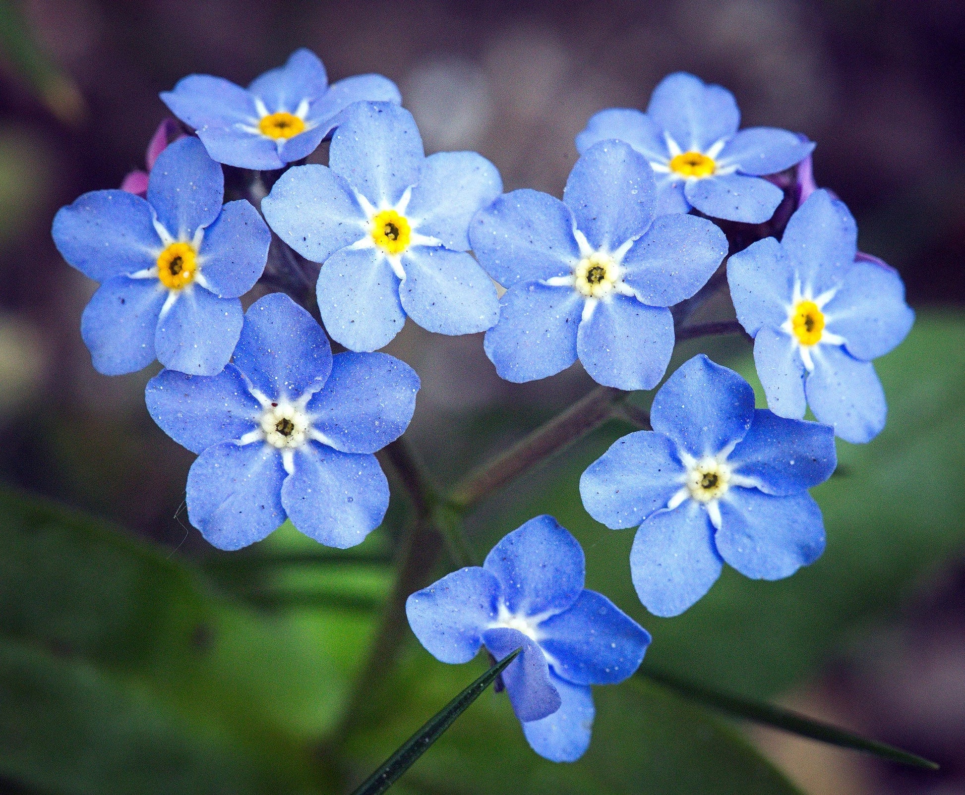 Myosotis blau samen for anpflanzung