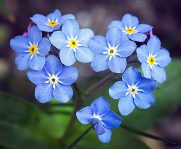 Myosotis blau samen for anpflanzung