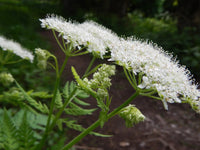 Myrrhis Blumensamen zur Aussaat – Drought verträglich – Traditionssorte & ohne Gentechnik Samen Hausgarten