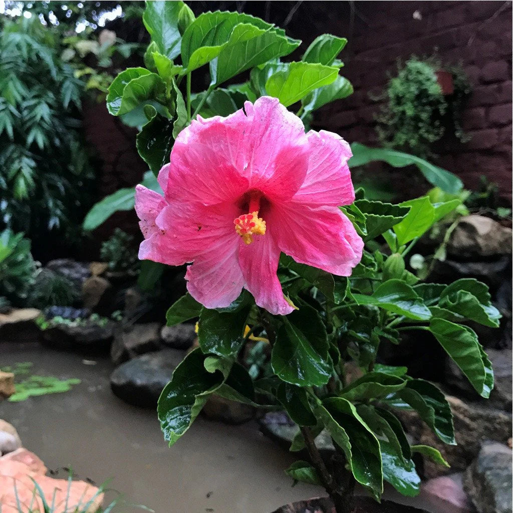 Hibiskus Blumensamen zur Aussaat lang Blüte Saison Traditionssorte & ohne Gentechnik Samen Hausgarten