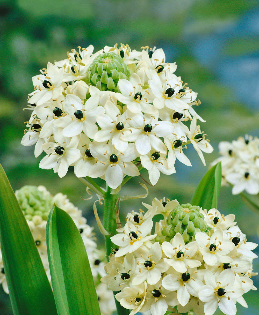 Ornithogalum Saundersiae Blumensamen zur Aussaat pflegeleicht Traditionssorte & ohne Gentechnik Samen Hausgarten