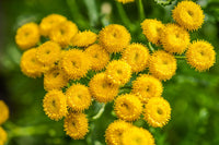 Tansy Blumensamen zur Aussaat kompakt Wuchs Traditionssorte & ohne Gentechnik Samen Hausgarten