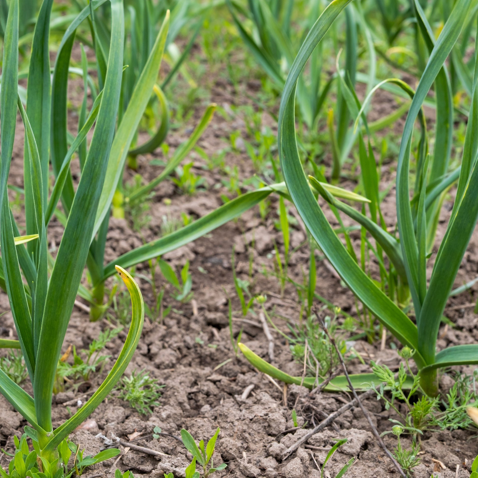 Green Knoblauch Gemüsesamen - Easy Planting