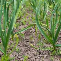 Green Knoblauch Gemüsesamen - Easy Planting