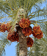 Zwerg Dattel Palmen frucht Samen für einfaches Anpflanzen