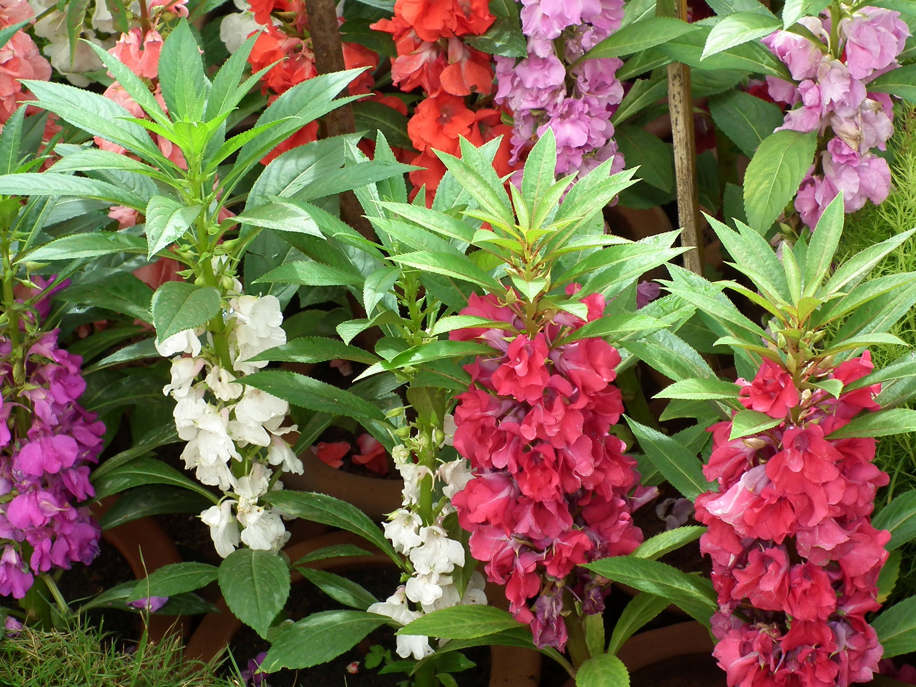 Impatiens Balsamine Blumensamen zur Aussaat leuchtend Traditionssorte & ohne Gentechnik Samen Hausgarten
