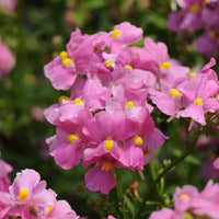 Rosa Nemesia Poetry Samen zur Aussaat – Anzucht Blumensamen Frühling Garten Blüten