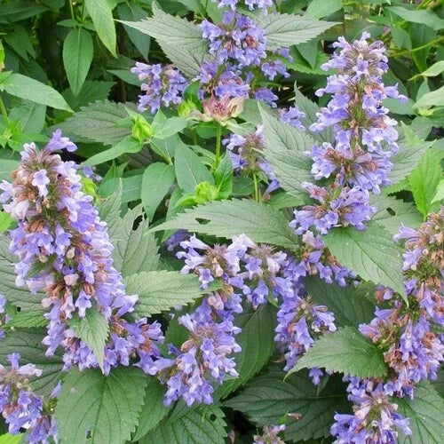 Nepeta Parnassica Blumensamen zur Aussaat – leuchtend Blüten – Traditionssorte & ohne Gentechnik Samen Hausgarten