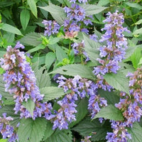 Nepeta Parnassica Blumensamen zur Aussaat – leuchtend Blüten – Traditionssorte & ohne Gentechnik Samen Hausgarten