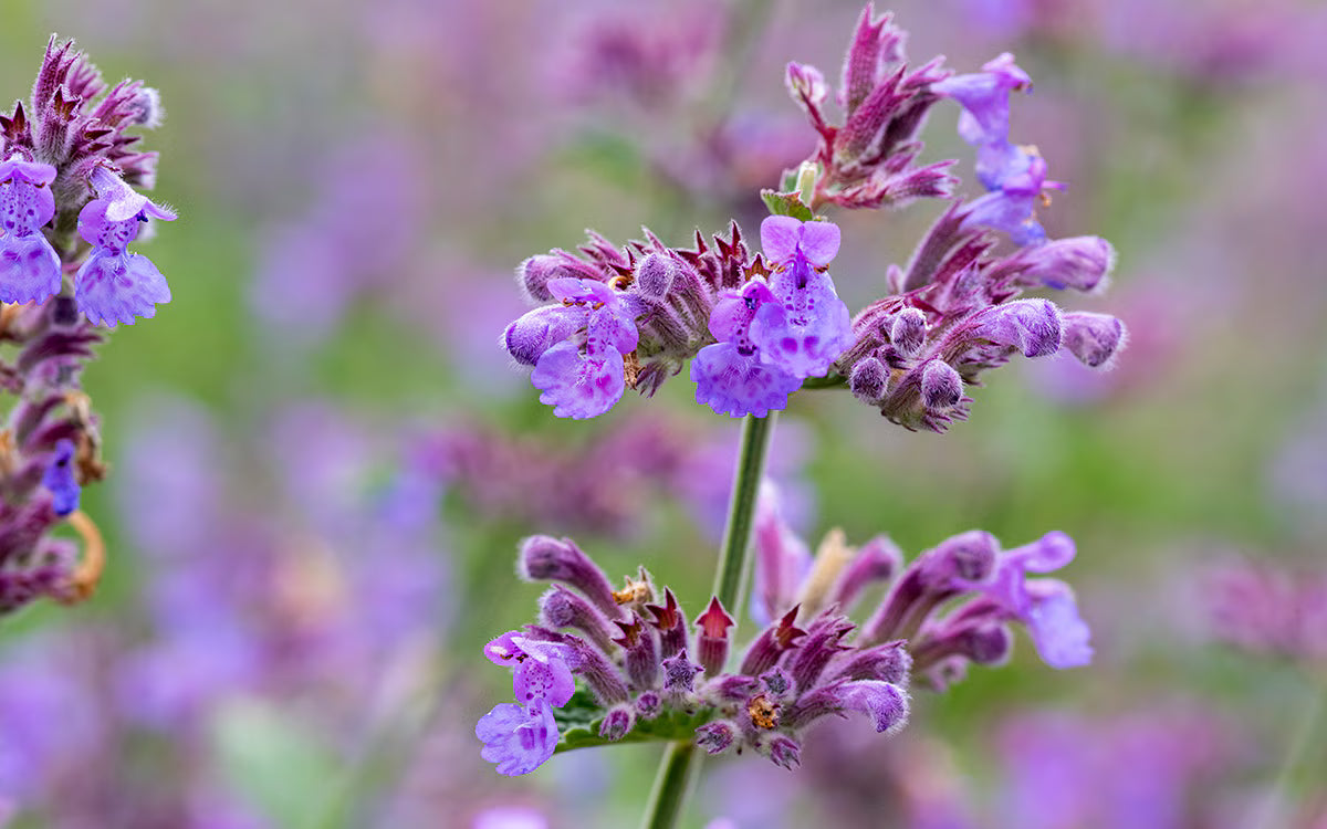 Catmint Blumensamen zur Aussaat saisonal Dauerblüher Traditionssorte & ohne Gentechnik Samen Hausgarten