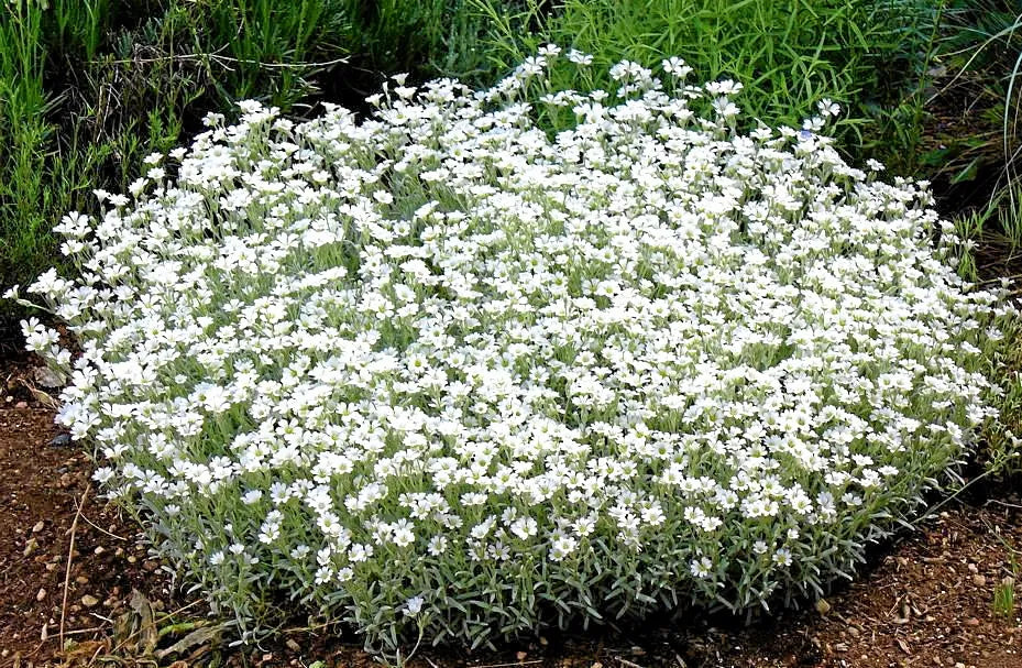 Carpet Blumensamen zur Aussaat farbenfroh Schau Traditionssorte & ohne Gentechnik Samen Hausgarten