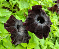 Schwarz Petunie Blumensamen zur Aussaat – Bestäuber freundlich – Traditionssorte & ohne Gentechnik Samen Hausgarten