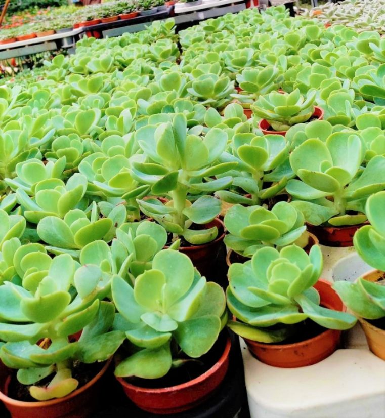 Sedum Blumensamen zur Aussaat duftend Blüten Traditionssorte & ohne Gentechnik Samen Hausgarten