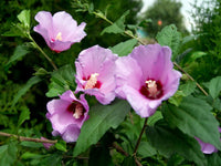 Sharon Hibiskus Blumensamen zur Aussaat leuchtend Blüten Traditionssorte & ohne Gentechnik Samen Hausgarten