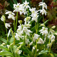 Scilla Siberica Blumensamen zur Aussaat – farbenfroh Schau – Traditionssorte & ohne Gentechnik Samen Hausgarten