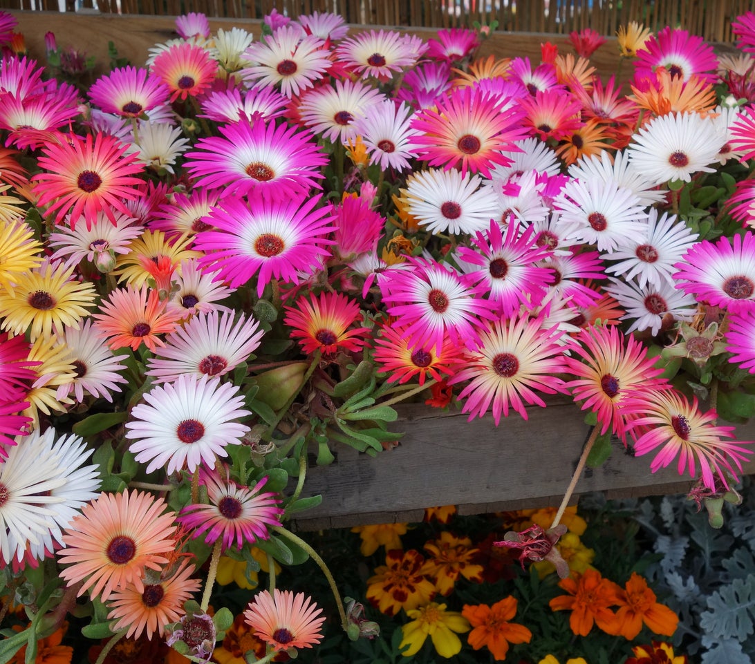 Mesembryanthemum Blumensamen zur Aussaat kompakt Wuchs Traditionssorte & ohne Gentechnik Samen Hausgarten