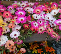 Mesembryanthemum Blumensamen zur Aussaat kompakt Wuchs Traditionssorte & ohne Gentechnik Samen Hausgarten