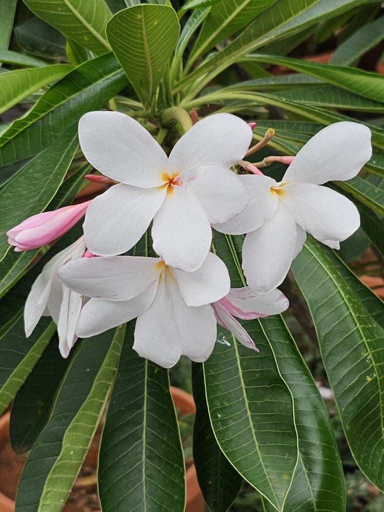 Champa Blumensamen zur Aussaat Drought verträglich Traditionssorte & ohne Gentechnik Samen Hausgarten