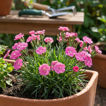 Vinca Nana Pink F1 Samen