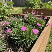 Vinca Nana Pink F1 Samen