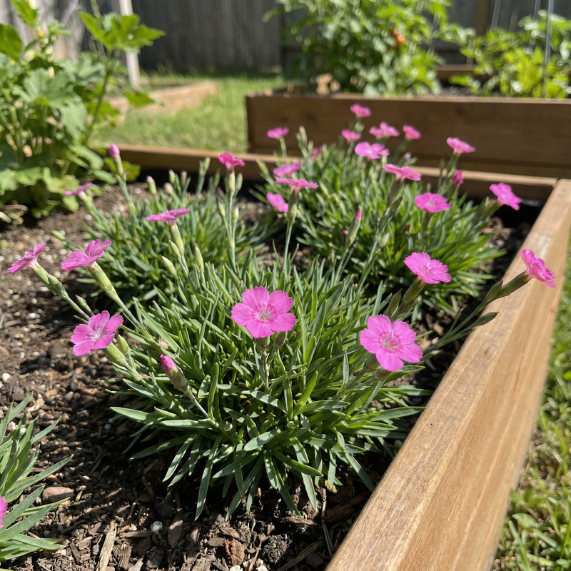 Semillas de Vinca Nana Pink F1