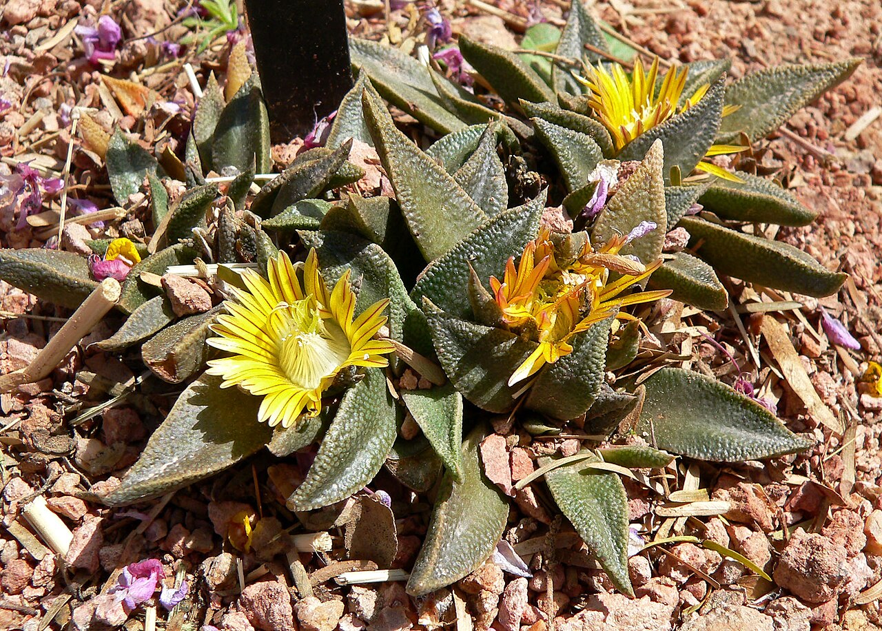 Gelb Nananthus Blumensamen zur Aussaat Bestäuber freundlich Traditionssorte & ohne Gentechnik Samen Hausgarten