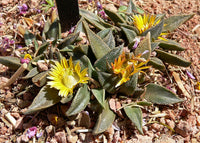 Gelb Nananthus Blumensamen zur Aussaat Bestäuber freundlich Traditionssorte & ohne Gentechnik Samen Hausgarten