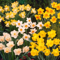 Gemischt gefüllt Narzisse Blumensamen zur Aussaat Garten beliebt Traditionssorte & ohne Gentechnik Samen Hausgarten