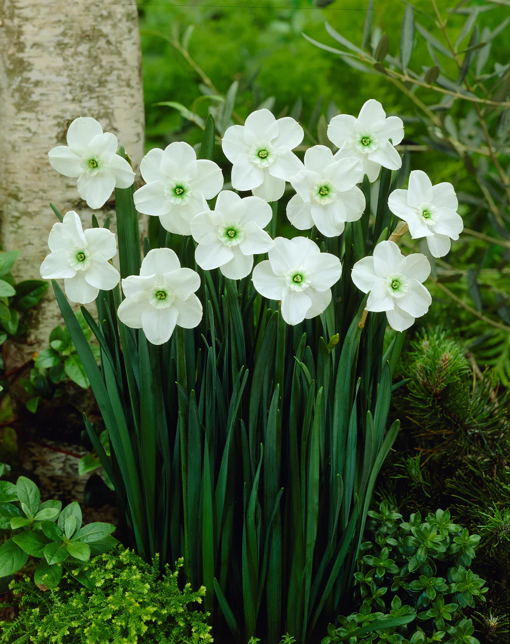 Grün Weiß Narzisse Blumensamen zur Aussaat hochwertige Qualitäts- Traditionssorte & ohne Gentechnik Samen Hausgarten