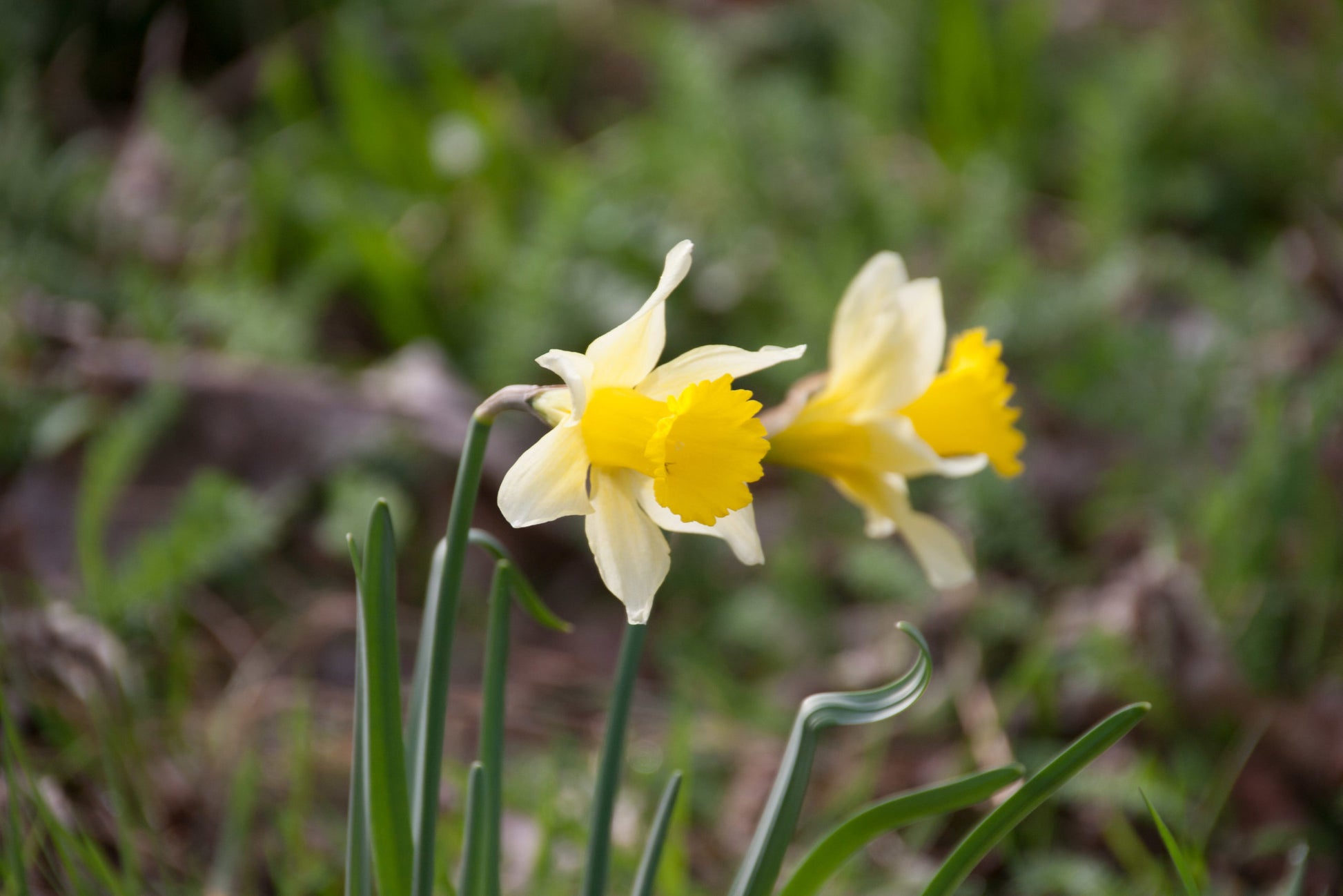 hell Gelb Narzisse Samen zur Aussaat mehrjährig Frühling Blüten Garten