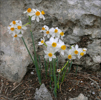 Narzisse Tazetta Blumensamen zur Aussaat Wildblume Mischung Traditionssorte & ohne Gentechnik Samen Hausgarten