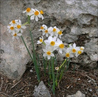 Narzisse Tazetta Blumensamen zur Aussaat – leuchtend – Traditionssorte & ohne Gentechnik Samen Hausgarten