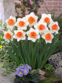 Weiß Orange gefüllt Narzisse Blumensamen zur Aussaat Bestäuber freundlich Traditionssorte & ohne Gentechnik Samen Hausgarten