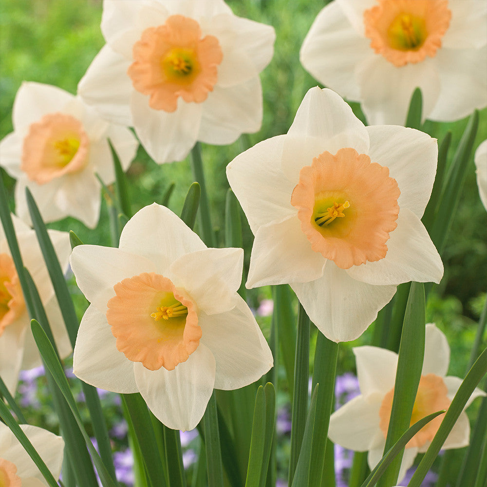Creme Orange Narzisse Blumensamen zur Aussaat – Halbschatten verträglich – Traditionssorte & ohne Gentechnik Samen Hausgarten