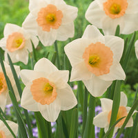 Creme Orange Narzisse Blumensamen zur Aussaat – Halbschatten verträglich – Traditionssorte & ohne Gentechnik Samen Hausgarten