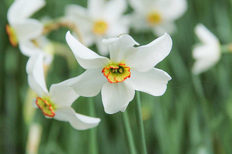 Weiß Violett Narzisse Samen zur Aussaat Garten