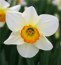 Narzisse Blume Samen zur Aussaat leuchtend Frühling Blüten