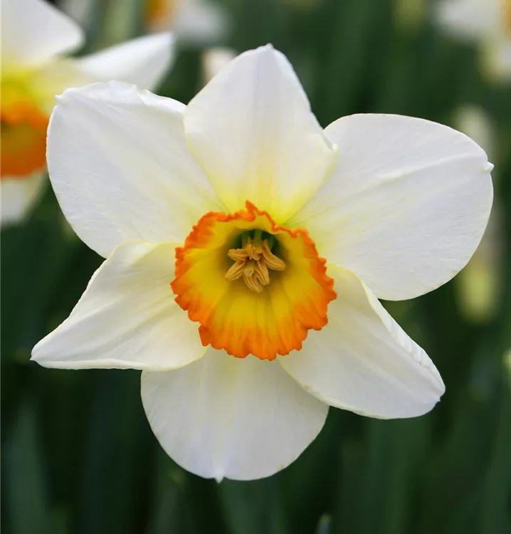 Narzisse Blumensamen zur Aussaat – Schnitt Blume beliebt – Traditionssorte & ohne Gentechnik Samen Hausgarten