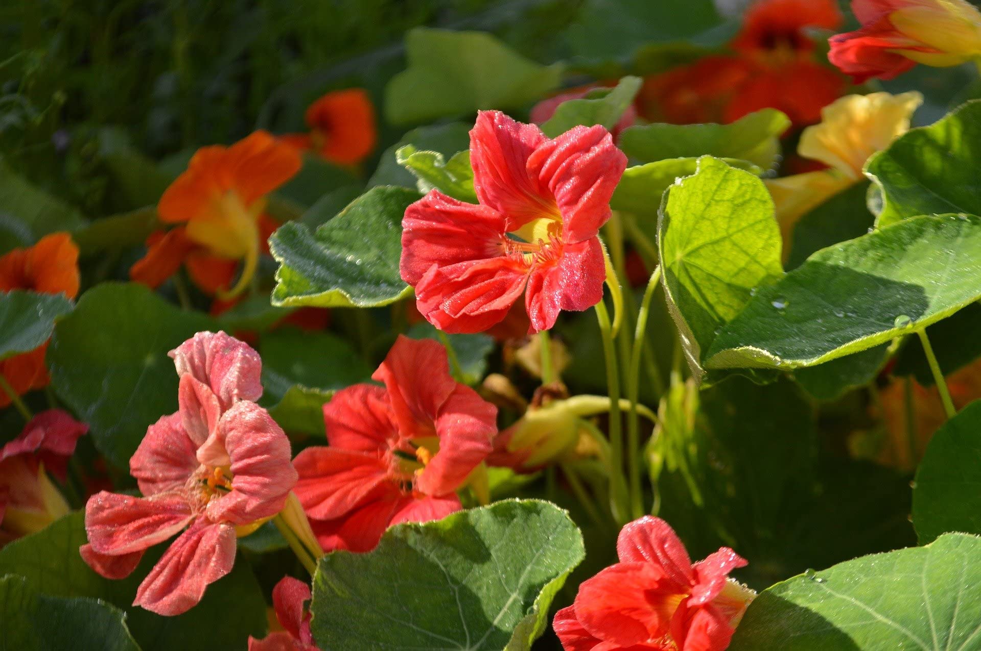 Edible nasturtium blumen and leaves in garten