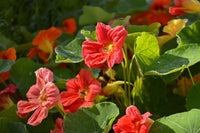 Edible nasturtium blumen and leaves in garten