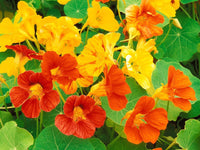 High germination nasturtium samen
