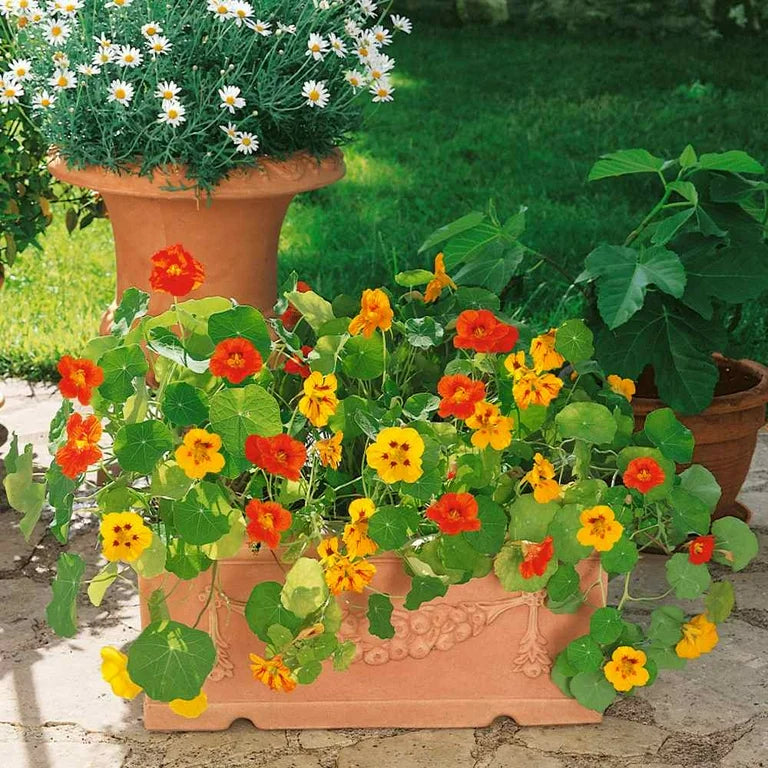 Non-gmo nasturtium samen