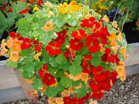 Mixed nasturtium blume samen for anpflanzung
