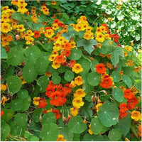 Non gmo nasturtium blume samen