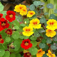 Ornamental nasturtium flowering pflanze