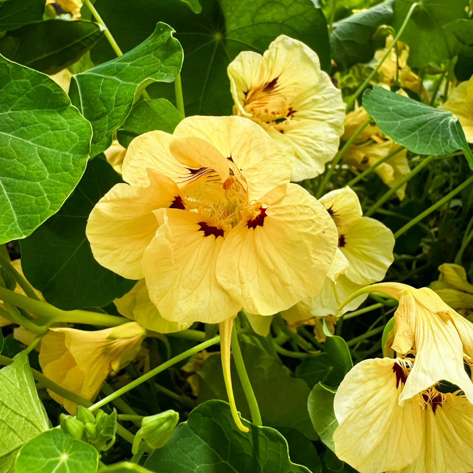 hell Pfirsichfarben Kapuzinerkresse Blumensamen Garten duftend Blüten Traditionssorte & ohne Gentechnik Samen Hausgarten