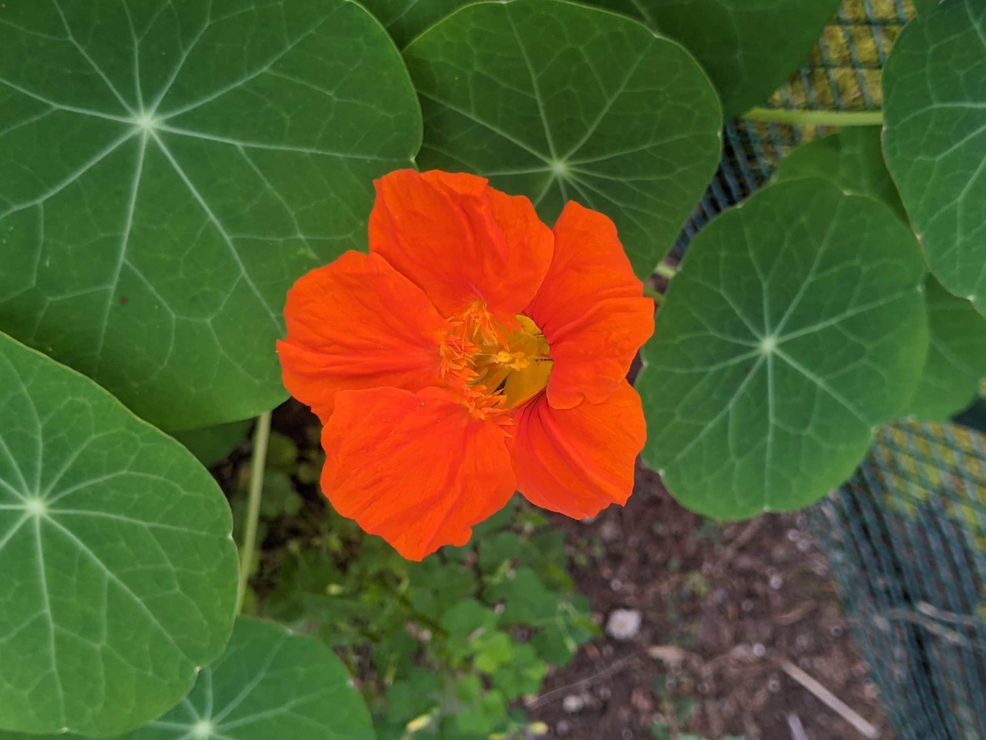 Mischung Tropaeolum Majus Blumensamen zur Aussaat – leuchtend – Traditionssorte & ohne Gentechnik Samen Hausgarten