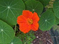 Mischung Tropaeolum Majus Blumensamen zur Aussaat – leuchtend – Traditionssorte & ohne Gentechnik Samen Hausgarten