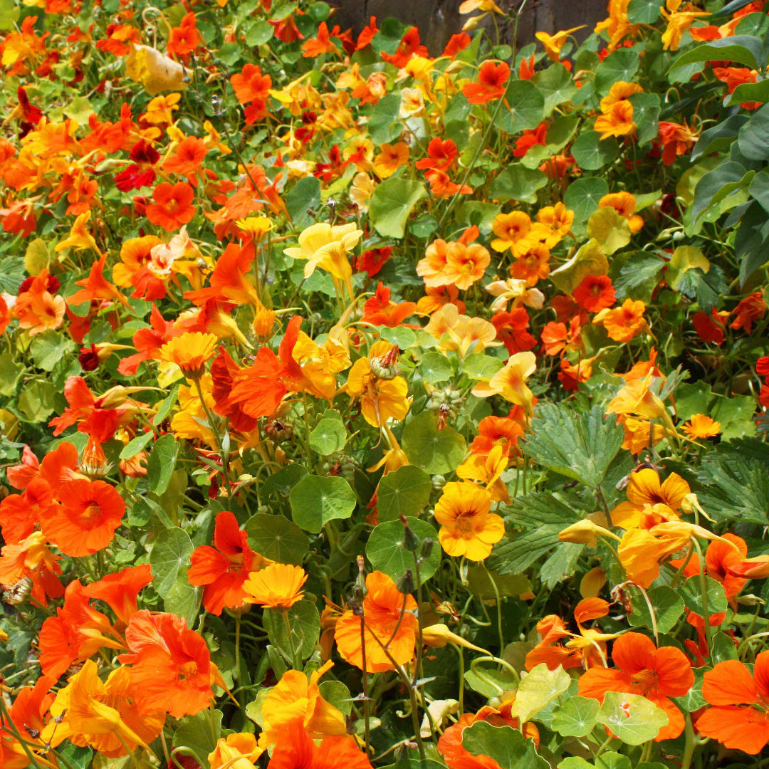 Nasturtium samen for anpflanzung edible blume blooms